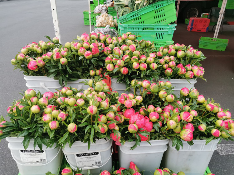 Ettrick Gardens paeonies