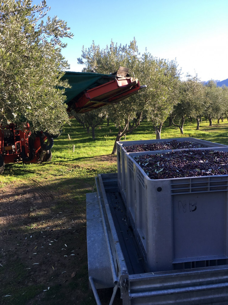 harvest time