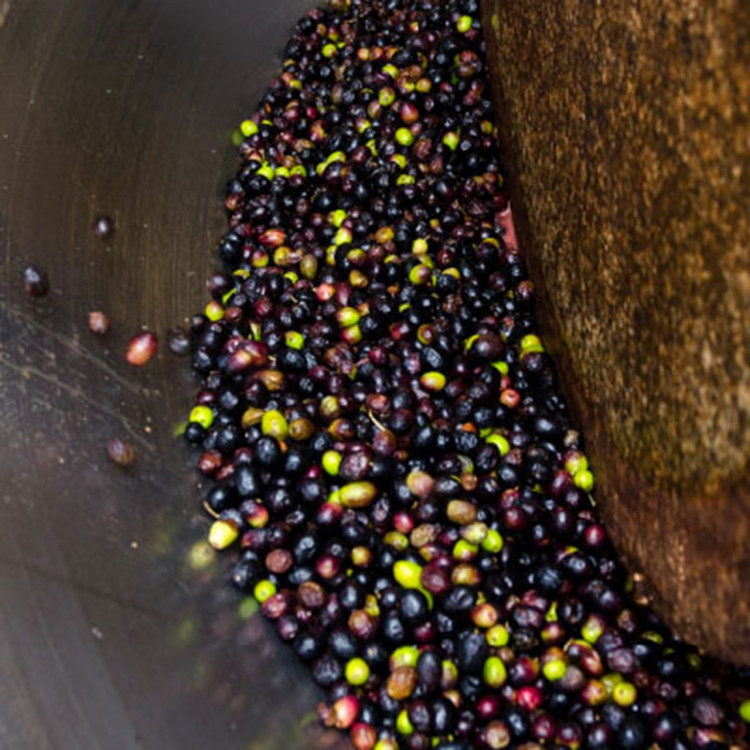 pressing olives