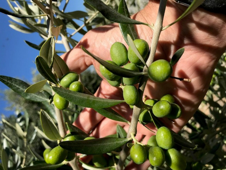 ripening olives