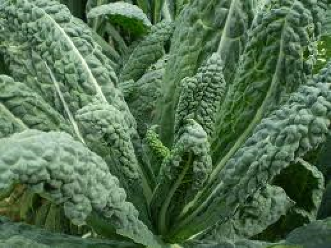 cavolo nero