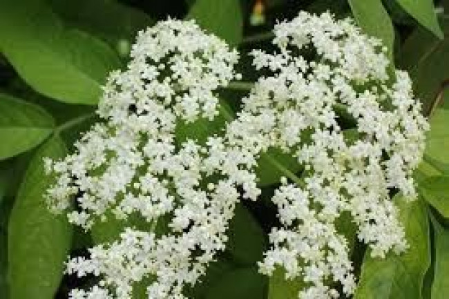 elderflower