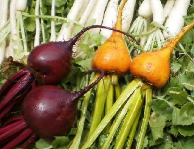 ettric gold red beetroot