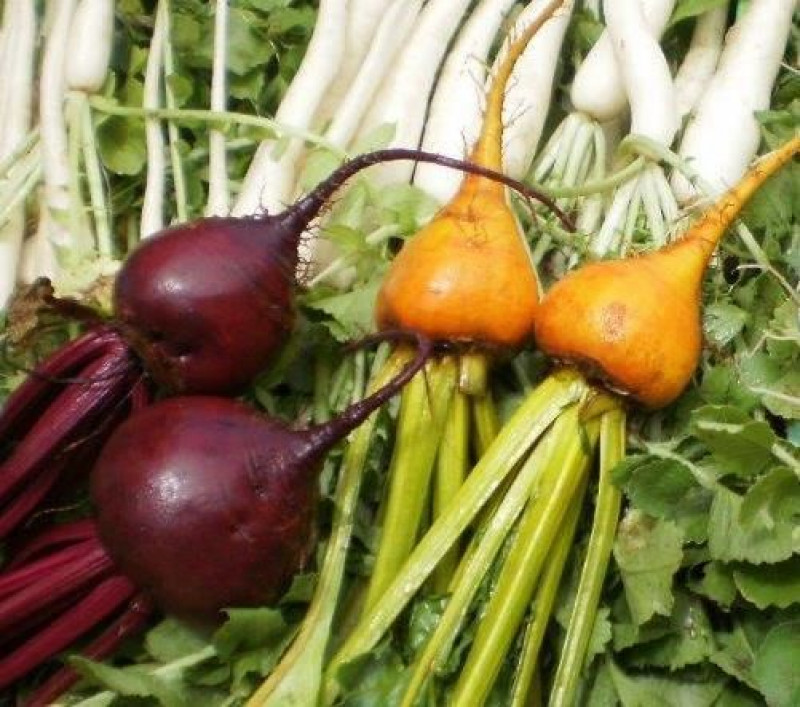 ettric gold red beetroot