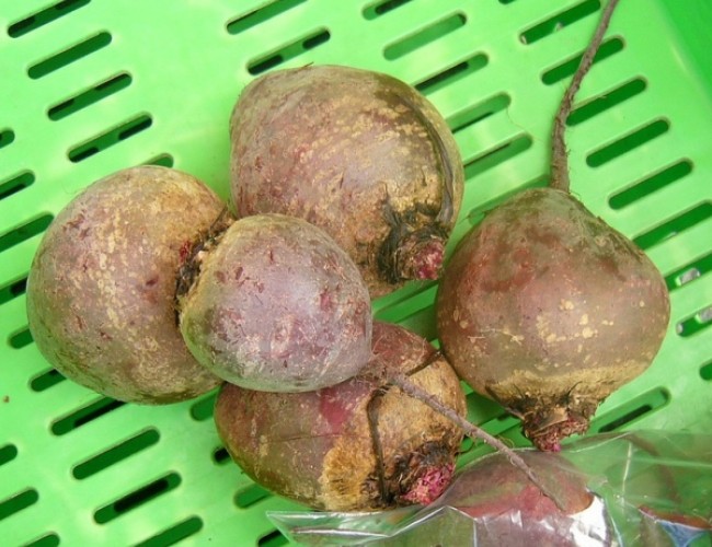 ettrick beetroot