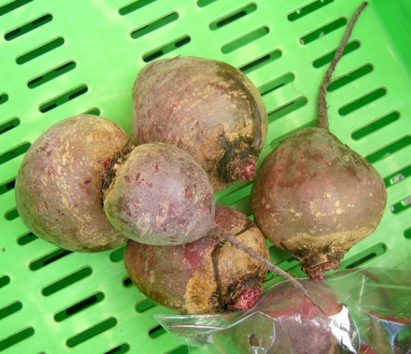 ettrick beetroot