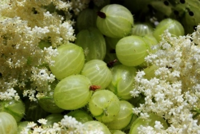 gooseberry and elderlower jam