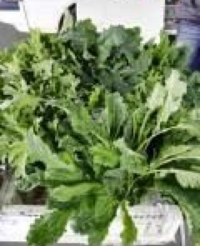 jph kale
