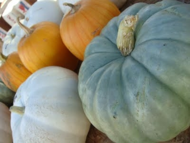 pumpkins 1