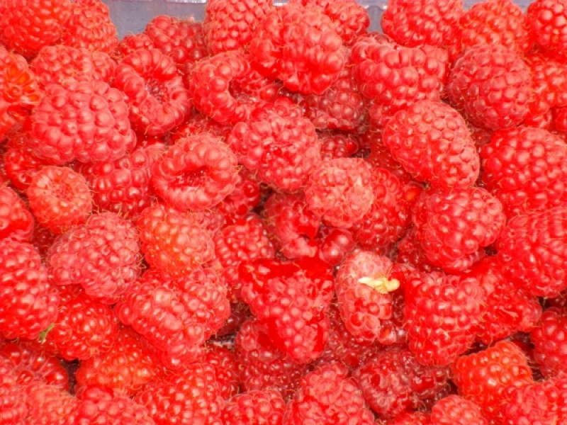 raspberreis